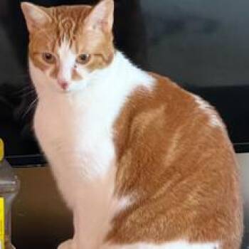 Pumpkin -  Domestic Short Hair Cat for Adoption in West Palm Beach, Florida - Pumpkin | PetCurious
