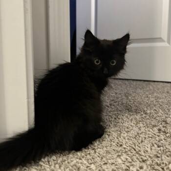Rescue Domestic Medium Hair Cats for Adoption in Santa Rosa Beach, Florida - Oscar A25-253 | PetCurious