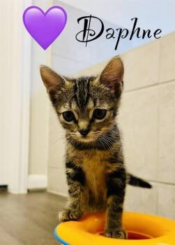 DAPHNE -  Domestic Short Hair Cat for Adoption in Houston, Texas - DAPHNE | PetCurious