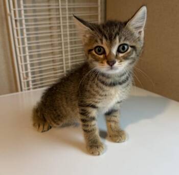 Nika -  Tabby and Domestic Short Hair Cat for Adoption in Buford, Georgia - Nika | PetCurious