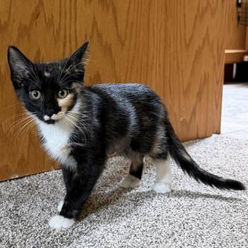 Havanna -  Domestic Medium Hair Cat for Adoption in Bismarck, North Dakota - Havanna | PetCurious