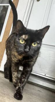 Domestic Short Hair Cats Available for Adoption - Bean | PetCurious