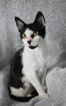 Flora -  Domestic Short Hair Cat for Adoption in Quail Heights, Florida - Flora | PetCurious
