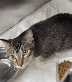 Rescue Domestic Short Hair Cats for Adoption in St. Louis, Missouri - GOOSEBUMPS | PetCurious