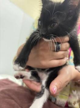 Supreme -  Domestic Short Hair Cat for Adoption in Schenectady, New York - Supreme | PetCurious