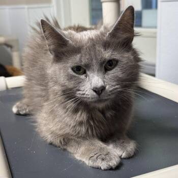 Domestic Short Hair Cats Available for Adoption in Blue Ridge, Georgia - Vivian | PetCurious