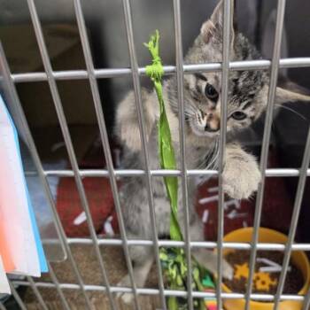 Rye -  Domestic Short Hair Cat for Adoption in Des Moines, Iowa - Rye | PetCurious
