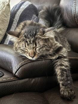 Domestic Medium Hair Cats Available for Adoption - Harley | PetCurious