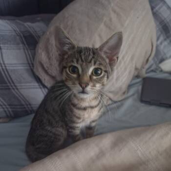 Ham -  Tabby Cat for Adoption in Lawrenceville, Georgia - Ham | PetCurious