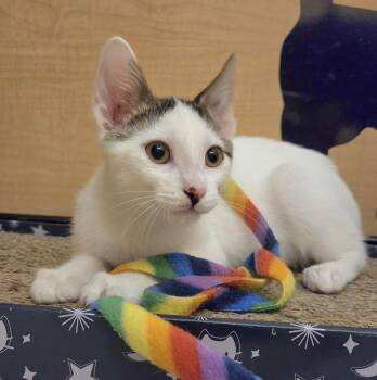 Bravo -  Domestic Short Hair Cat for Adoption in Syracuse, New York - Bravo | PetCurious