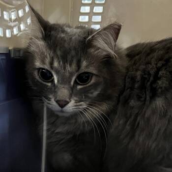 Neon -  Domestic Long Hair Cat for Adoption in Greensboro, North Carolina - Neon | PetCurious
