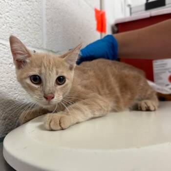 Shortstack -  Domestic Short Hair Cat for Adoption in Edinburg, Texas - Shortstack | PetCurious