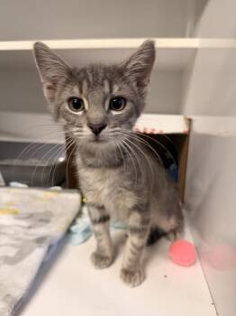 Phog Allen -  Domestic Short Hair Cat for Adoption in Topeka, Kansas - Phog Allen | PetCurious