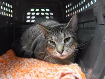 Domestic Short Hair Cats Available for Adoption in Omaha, Nebraska - TINY CAT | PetCurious