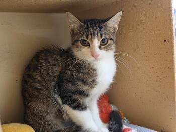 Meowdonna -  Domestic Short Hair Cat for Adoption in Bossier City, Louisiana - Meowdonna | PetCurious