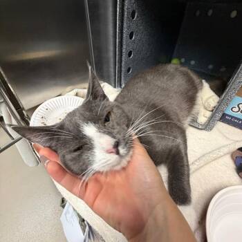 Burton -  Domestic Short Hair Cat for Adoption in Newark, New Jersey - Burton | PetCurious