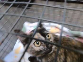 Domestic Short Hair Cats Available for Adoption in Tulsa, Oklahoma - LUCKY | PetCurious