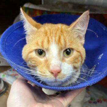 Domestic Short Hair Cats Available for Adoption in Greenville, South Carolina - Pumpernickel | PetCurious