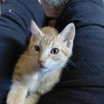 Comet -  Domestic Short Hair Cat for Adoption in Janesville, Wisconsin - Comet | PetCurious