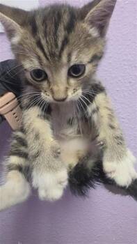 Domestic Short Hair Cats Available for Adoption in El Paso, Texas - Kit 3 | PetCurious