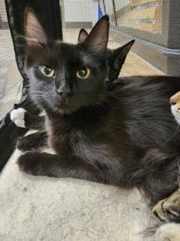 Cola $50 -  Domestic Long Hair and Domestic Short Hair Cat for Adoption in Seneca, South Carolina - Cola $50 | PetCurious