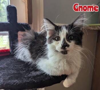 Gnome -  Domestic Long Hair Cat for Adoption in New Baltimore, Michigan - Gnome | PetCurious