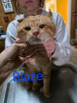 Rescue Highland Fold Cats for Adoption in Zimmerman, Minnesota - Blaze | PetCurious