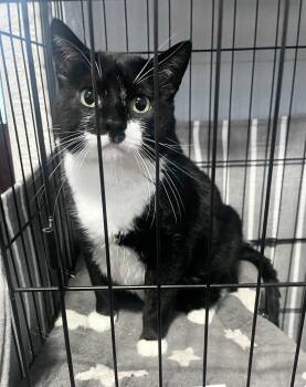 Rescue Tuxedo Cats for Adoption in Godfrey, Illinois - Lou | PetCurious