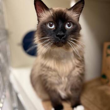 Elsa -  Domestic Medium Hair Cat for Adoption in Fairport, New York - Elsa | PetCurious