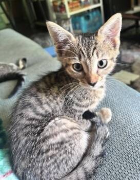 **2026-38B Ray -  Domestic Short Hair Cat for Adoption in Windsor, Connecticut - **2026-38B Ray | PetCurious