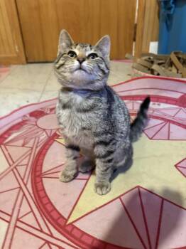 Barley -  Domestic Short Hair Cat for Adoption in Grand Rapids, Michigan - Barley | PetCurious