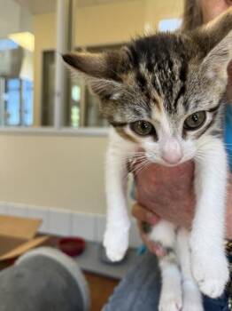 Gigi -  Domestic Short Hair Cat for Adoption in Salinas, California - Gigi | PetCurious