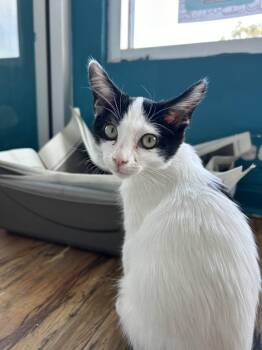 Pearl Krabs -  Domestic Short Hair Cat for Adoption in San Diego, California - Pearl Krabs | PetCurious
