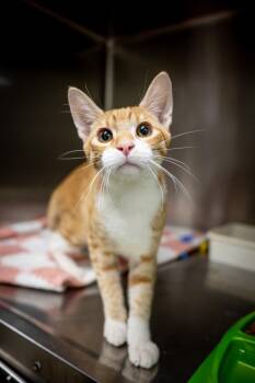 Threx -  Domestic Short Hair Cat for Adoption in Twentynine Palms, California - Threx | PetCurious
