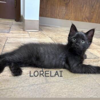 Lorelai- Best friends with Rory -  Domestic Short Hair Cat for Adoption in West Jefferson, Ohio - Lorelai- Best Friends With Rory | PetCurious