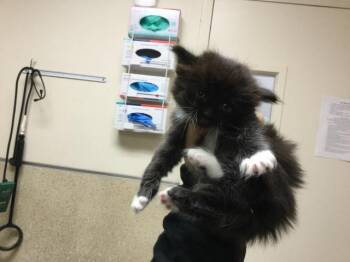 NOKIA -  Domestic Short Hair Cat for Adoption in Riverside, California - NOKIA | PetCurious
