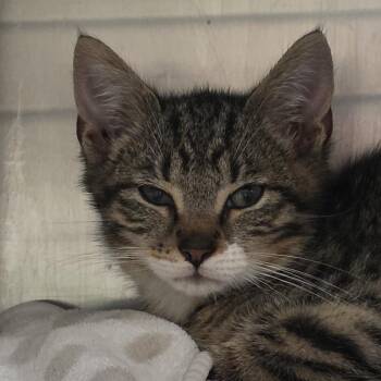 Charlie -  Domestic Short Hair Cat for Adoption in Kennebunk, Maine - Charlie | PetCurious