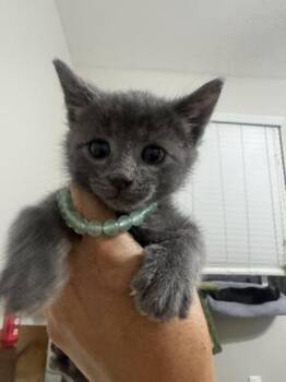 Russian Blue Cats Available for Adoption in Liverpool, Texas - Puma | PetCurious