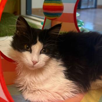 Rescue Domestic Long Hair Cats for Adoption in Flagstaff, Arizona - Yang W/ Yin - Shy & Gentle Charmer | PetCurious