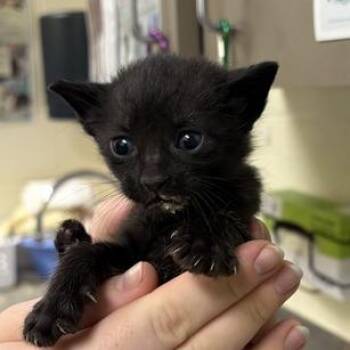 Dopey -  Domestic Short Hair Cat for Adoption in Asheville, North Carolina - Dopey | PetCurious