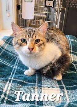 Tanner -  Domestic Medium Hair Cat for Adoption in Sidney, Ohio - Tanner | PetCurious
