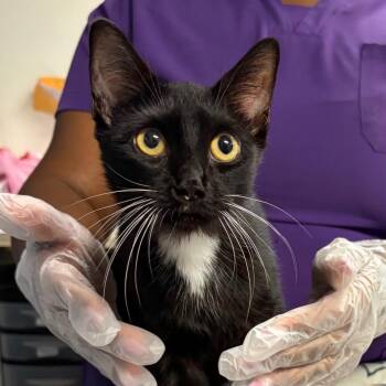 Bojangles -  Domestic Short Hair Cat for Adoption in Newark, New Jersey - Bojangles | PetCurious
