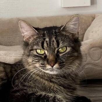 Rescue Tabby Cats for Adoption in Stanstead, Quebec - Yuki | PetCurious