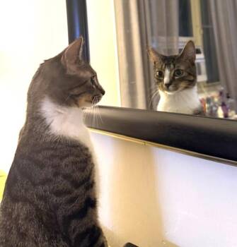Rescue Domestic Short Hair Cats for Adoption in New York, New York - Augusta & Remy | PetCurious