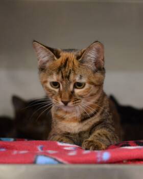 Sierra -  Domestic Short Hair Cat for Adoption in Watkinsville, Georgia - Sierra | PetCurious