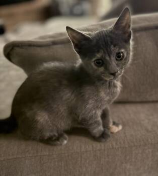 Rosie 3 -  Domestic Short Hair Cat Available for Adoption in Tucson, Arizona - Rosie 3 | PetCurious