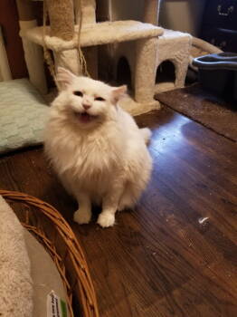 Rescue Maine Coon and Norwegian Forest Cat Cats for Adoption in Buena Park, California - Randall | PetCurious