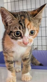 Confetti -  Calico Cat for Adoption in St. Augustine, Florida - Confetti | PetCurious
