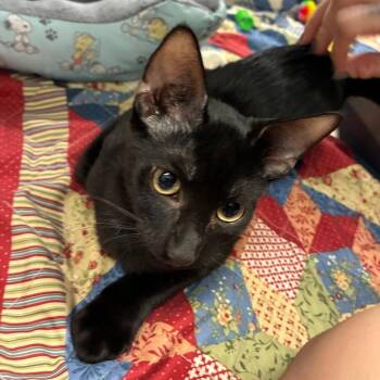 Blue Grass -  Domestic Short Hair Cat for Adoption in NEW PT RICHEY, Florida - Blue Grass | PetCurious