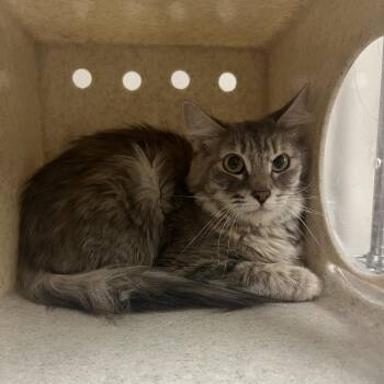 Mystery Machine -  Domestic Medium Hair Cat for Adoption in Reno, Nevada - Mystery Machine | PetCurious